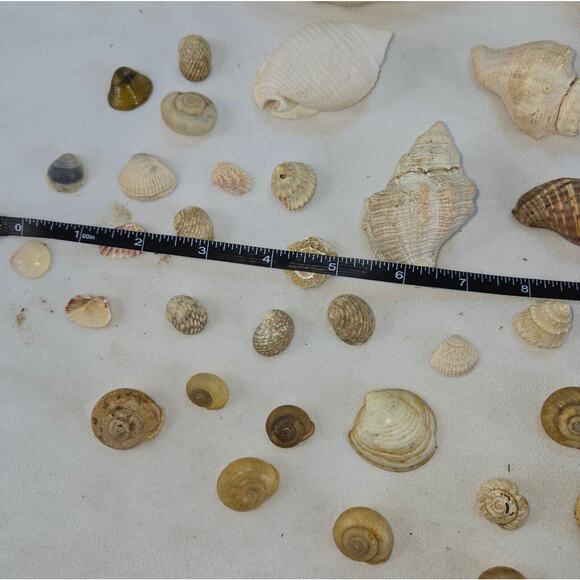 Seashell Lot 50 Mollusk Scallop Conch Clam Rock Snail 1" to 6" Crafts Collector - Picture 9 of 14